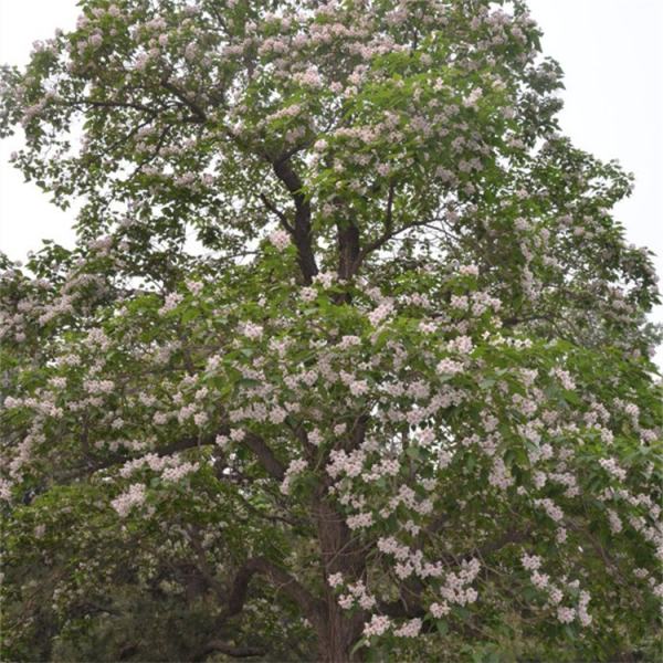 楸樹