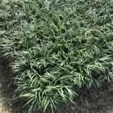 沿階草屬植物玉龍草 護(hù)坡植物 庭院地被 花壇緣植