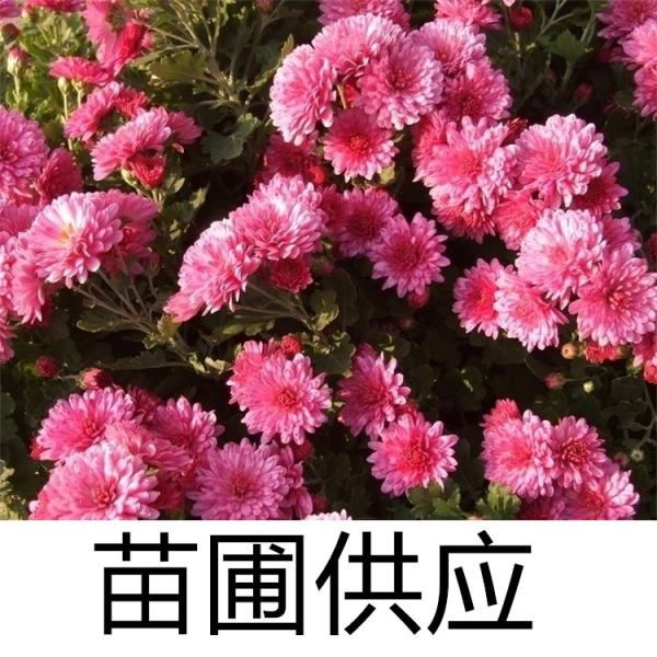 千頭菊