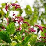 紅蓼 園林水景 濕地淺水處 岸邊造景花卉 基地直供