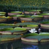 大量供應(yīng)王蓮 凈化水質(zhì) 公園河道濕地 水體景觀綠化