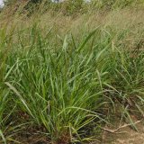 基地出售重金属柳枝稷 园林绿化苗 水土保持风障植物