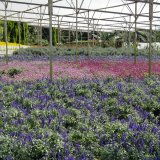 苗圃供應(yīng)薰衣草花苗 園林花海景觀造景綠化 切花材料