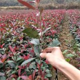 基地供應(yīng)石楠小苗 花壇造景綠化苗 道路裝飾工程苗