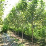 苗圃出售 白臘 小區(qū)公園配景綠化植物 道路旁防護樹木