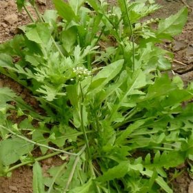 基地大量出售薺菜 南北方種植 可食用綠葉蔬菜