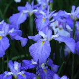 苗圃出售花菖蒲 濕地河道綠化 公園生態(tài)浮島植物