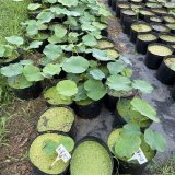 苗圃出售 荷花 水生植物 净化水质 河道池塘配景植物