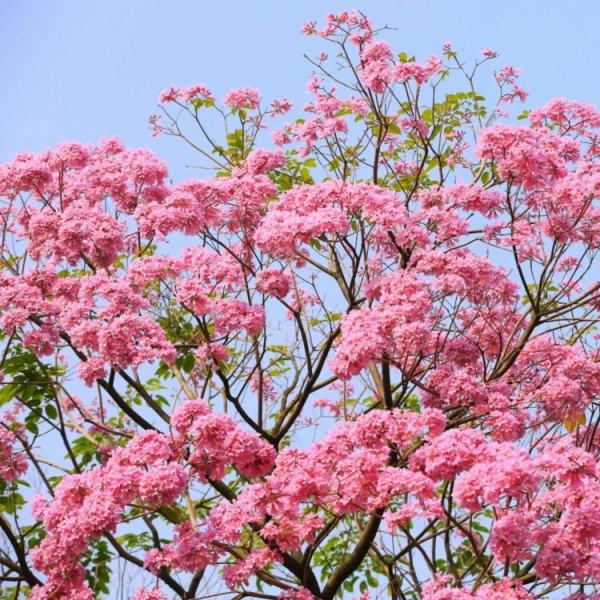 紅花風鈴木