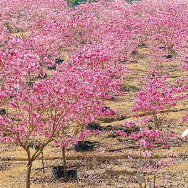 紅花風鈴木