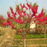 苗圃出售 碧桃 園林小區(qū)造景綠化植物 花卉花鏡打造工程苗