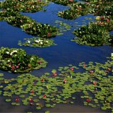 苗圃出售 睡莲 园林池塘造景绿化植物 水生造景工程苗