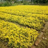 基地出售 黃金構(gòu)骨球 園林配景綠化植物 道路旁色塊苗木