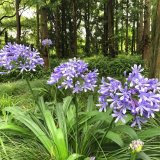 苗圃供應(yīng)百子蓮花苗 園林觀賞花卉 巖石園花境點(diǎn)綴植物