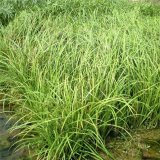 水生苔草 濕地河道水體綠化植物 花壇花鏡觀賞草