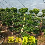 大叶榕 小叶榕 多规格 景观绿化树 园林造景工程苗木孤植群植