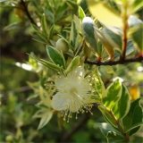 基地供應(yīng)花葉香桃木花苗 道路樹籬 大型盆景觀賞花卉