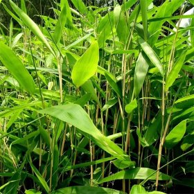 阔叶箬竹 地栽地被植物 花坛花镜租摆景区园林绿化观赏种植