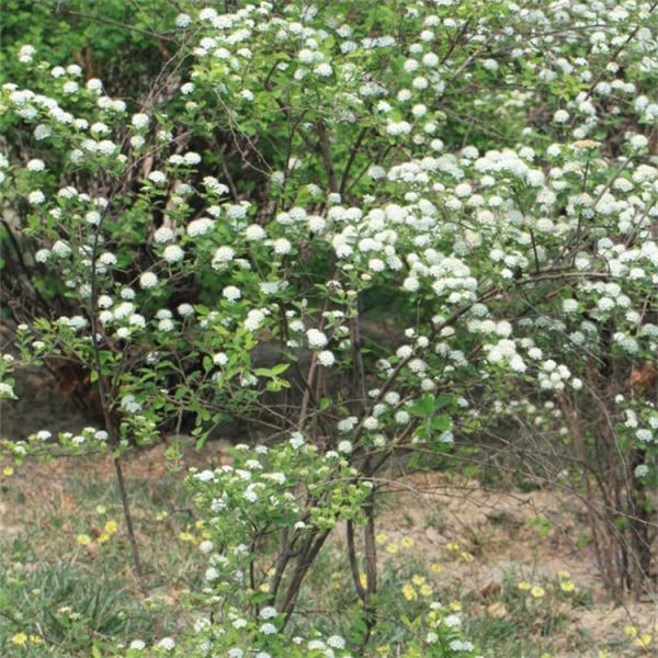 菱葉繡線菊