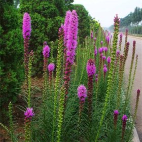 基地供应蛇鞭菊花苗 园林绿化背景材料 山石林缘点缀