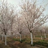 日本早櫻樹苗 園林綠化觀賞花卉植物 風景區(qū)行道造景樹