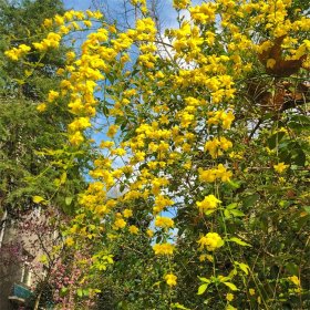 苗圃供应黄馨花苗 野迎春花 庭院花坛绿化工程苗木