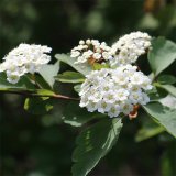 供應(yīng)三椏繡線菊 小區(qū)造景花苗 花壇花鏡配植材料