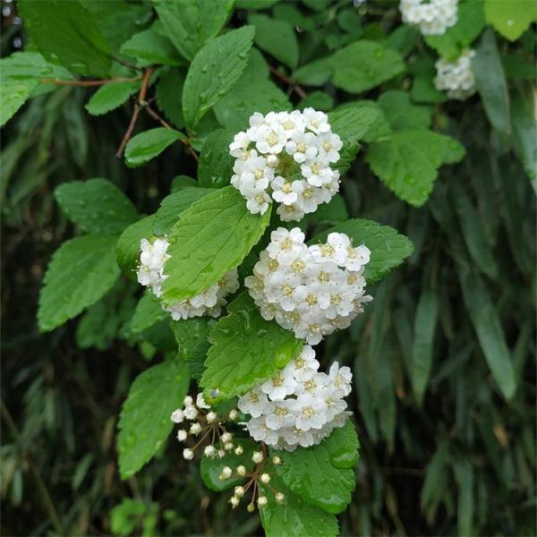 三椏繡線菊