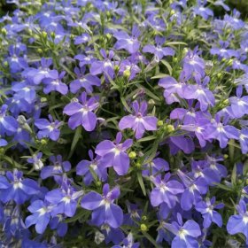 基地供应六倍利 花海花镜布置花卉 荒山造景护坡绿化