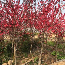 紫葉桃 小區(qū)道路兩旁叢植 花園片植觀賞花卉 基地直供