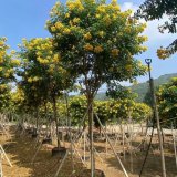 黃花槐 基地大量種植 園林孤植 群植觀賞樹(shù) 多規(guī)格批發(fā)出售