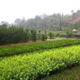 同之創(chuàng)出售 金葉女貞籬 園林地被彩色綠籬 小區(qū)造景植物