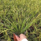 常綠彩葉植物 金線石菖蒲 公園濕地綠化 凈化水質(zhì)