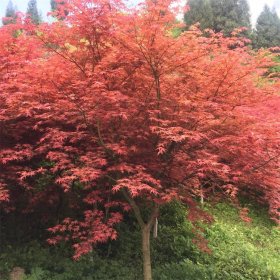 苗圃出售紅楓樹苗 園林綠地綠化 庭院觀賞樹 規(guī)格齊全