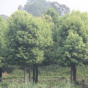 天竺桂小苗 地栽 容器苗 園林綠化觀賞樹 道路景觀行道樹