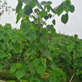 同之創(chuàng)園林 出售 非洲芙蓉樹 綠化造景觀賞工程苗 吊芙蓉粉紅球