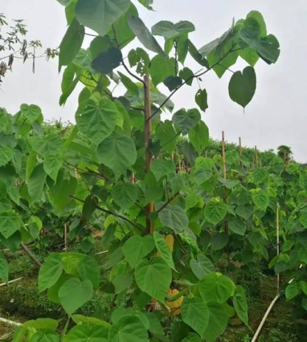 非洲芙蓉樹價(jià)格