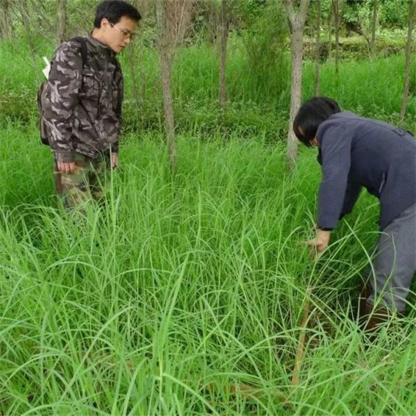 牛鞭草