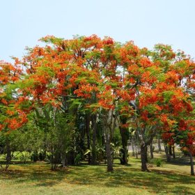 精品鳳凰木 大量供應(yīng) 全冠移植均有 現(xiàn)挖現(xiàn)賣(mài)市政綠化觀賞樹(shù)