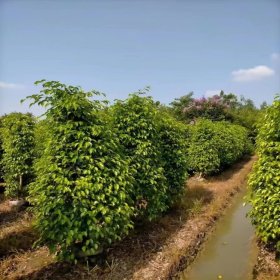 垂葉榕 基地中會(huì)柱形 多造型栽植 園林綠化種植苗木 多規(guī)格