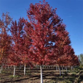 美國(guó)紅楓 耐寒 園林行道景觀綠化工程苗 基地直售