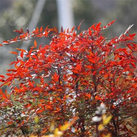 苗圃出售南天竹盆栽苗 盆景盆栽 窗臺(tái)門(mén)廳會(huì)場(chǎng)裝飾 紅枸子