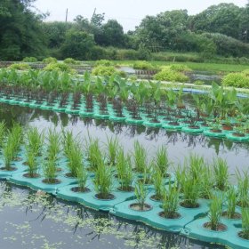 人工生態(tài)浮島 水質(zhì)凈化 水生態(tài)治理 河道綠化材料 水生植物浮床