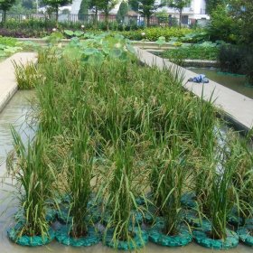 水生植物浮岛 绿化植物种植 水上生态浮床 景观绿化人工浮板