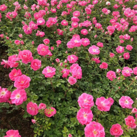 知乎園藝出售 豐花月季 種類多 規(guī)格齊全 花鏡花壇觀賞配植苗