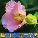 知乎園藝出售 木芙蓉 別墅小區(qū)觀賞造景栽植 景區(qū)園林綠化栽植苗