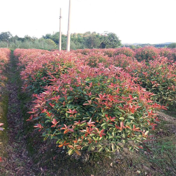 紅葉石楠球