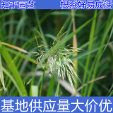 知乎园艺出售 茭白小苗 可食用 绿化造景苗 浮岛种植水生植物