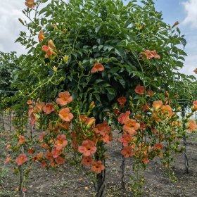 苗圃出售喬木中華凌霄樹 高桿美國凌霄花規(guī)格齊全園林風(fēng)景行道樹