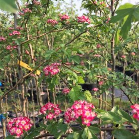 知乎園藝出售 英國山楂 冬季王 緋紅色云 紅云 園林造景觀賞苗木